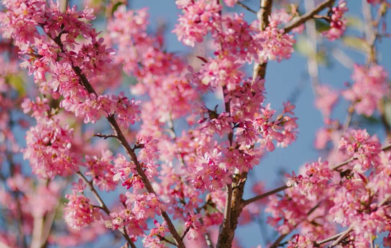 西双版纳布朗山冬樱