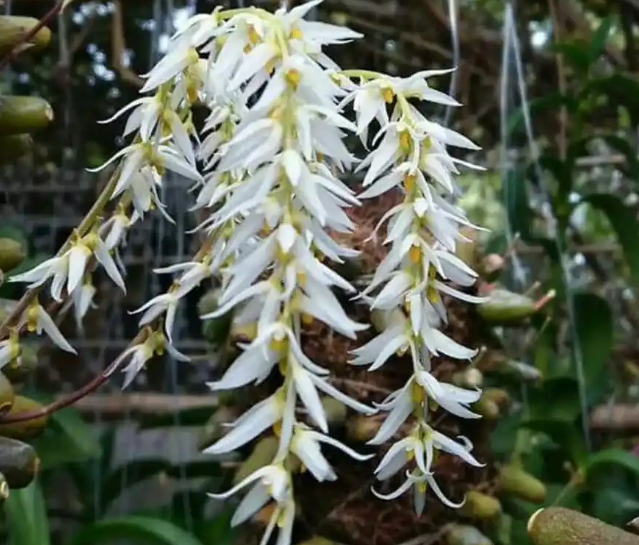 缅甸金毛石兰豆